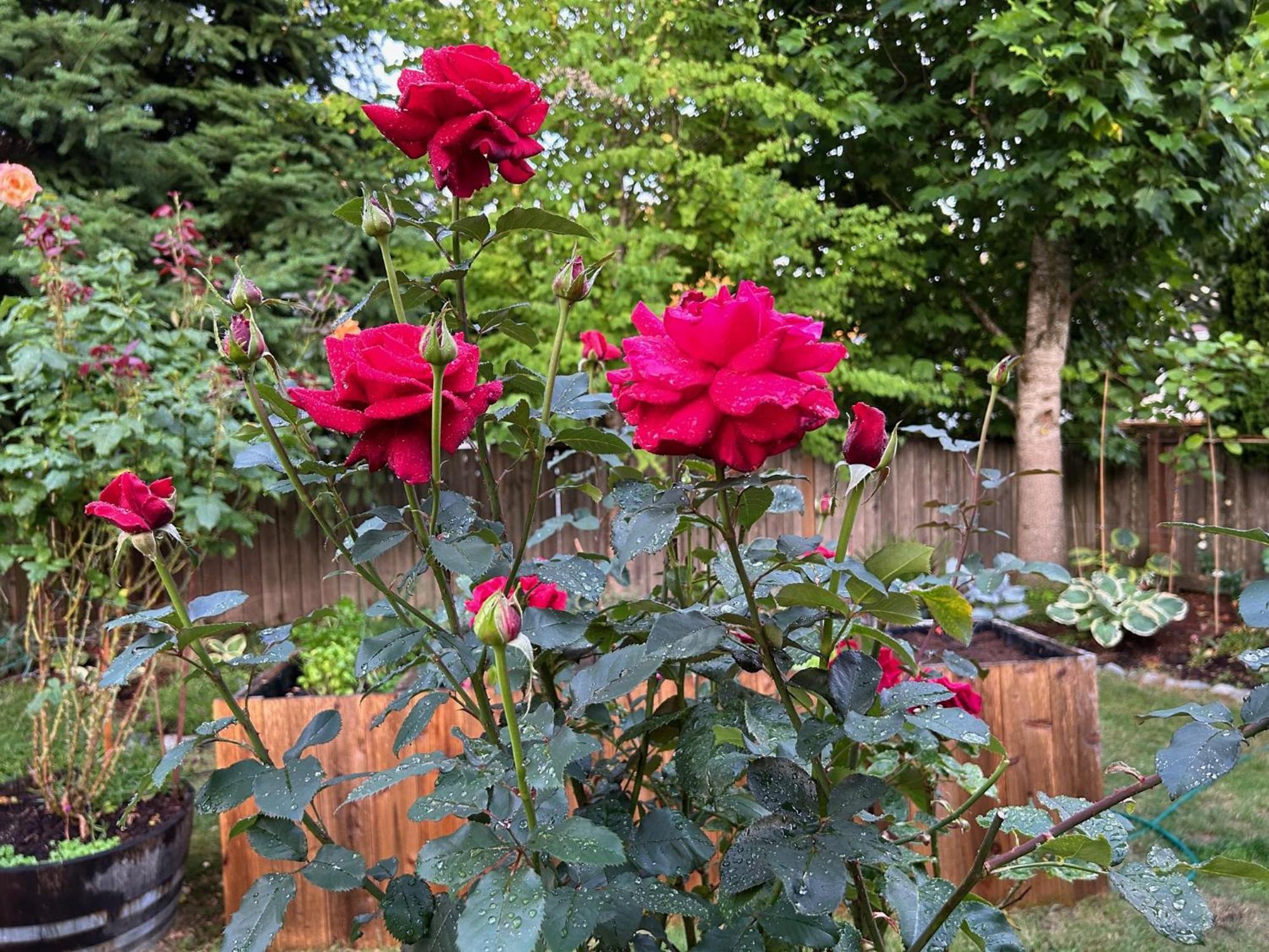 North Nanaimo Gem - Garden-View Room With Private Ensuite المظهر الخارجي الصورة